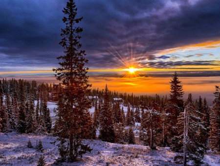 Trees On Snow Covered Field During Yellow Sunset