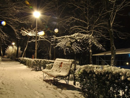Empty Bench Surrounded With Trees Beside Pathway During Nighttime