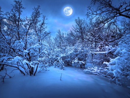 Full Moon Over A Snow Covered Forest
