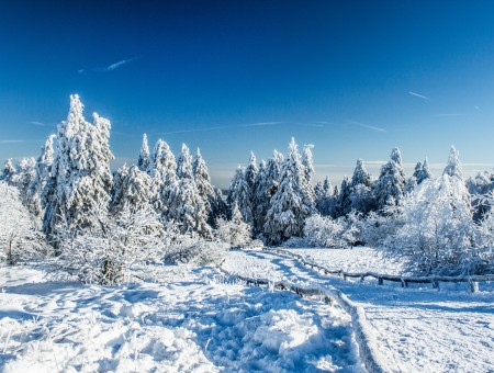 Snow Covered Trees And Ground During Daytime