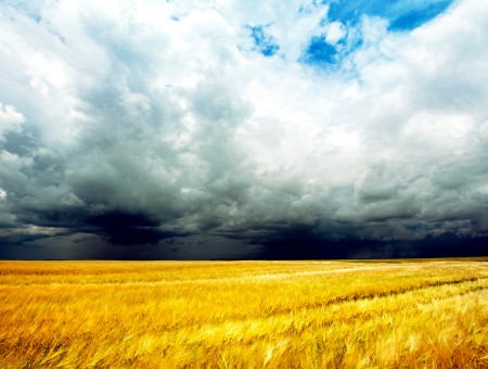 White Clouds Over Yellow Grassland