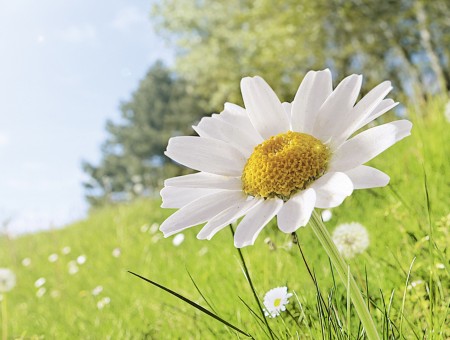 White Daisy Flowers On Green Field At Daytime
