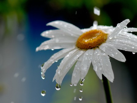 White Daisy With Water Droplets In Shallow Focus Lens Photography During Daytime