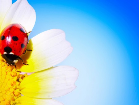 Red And Black Ladybug Perched On White And Yellow Clustered Flower In Close Up Photography