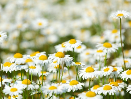 White Daisy Flower Field At Daytime