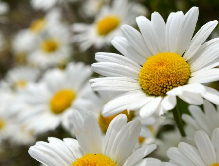 Oxeye Daisy Blooming At Daytime