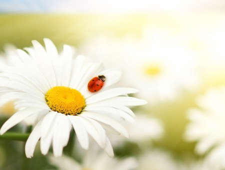 Red Lady Bug On White Flower