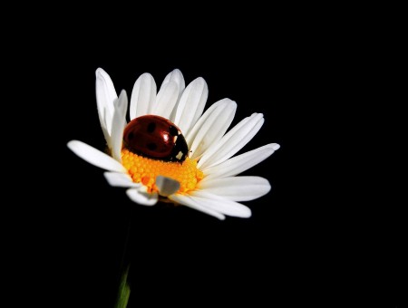 Red Coccinella Septempunctata On Yellow Stigma Of White Daisy With Black Background