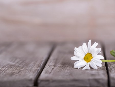 White Petaled Flower On Grey Wood