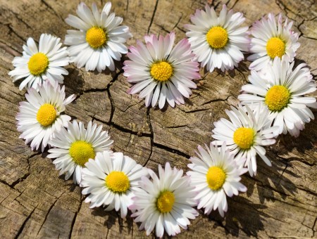 White Daisies Formed Into Heart