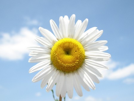 White Daisy Flower Under Cloudy Sky During Daytime
