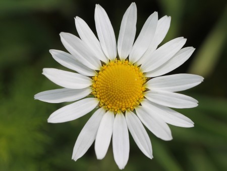 White Petaled Flower