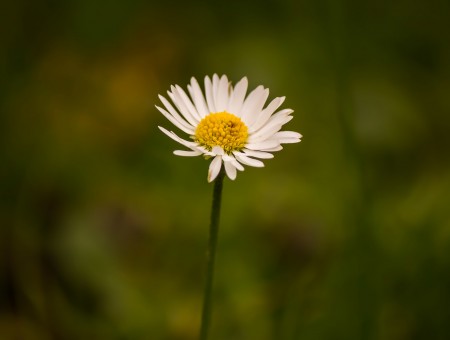 White Daisy Flower In Shallow Focus Lens Photography