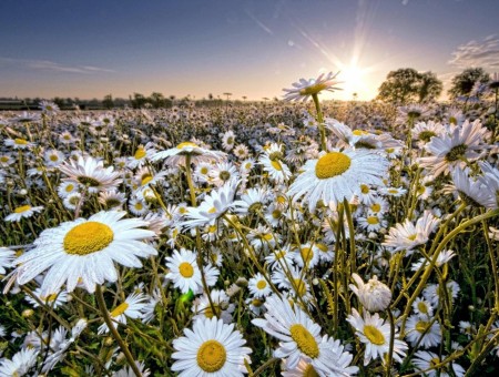 Field Of White And Yellow Daisies Under Yellow Sun