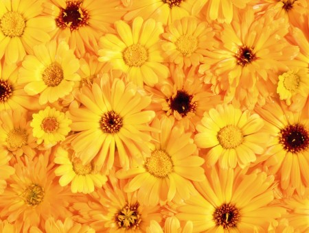Yellow Flowers With Black Centers
