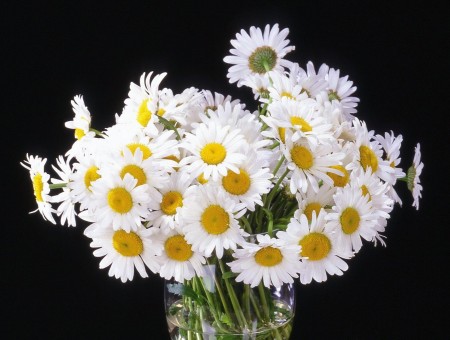 Bouequet Of White And Yellow Daisy