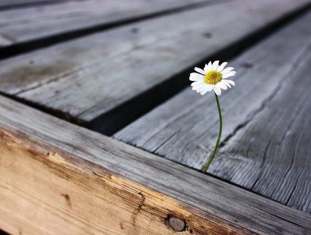 White Petaled Flower On Wood