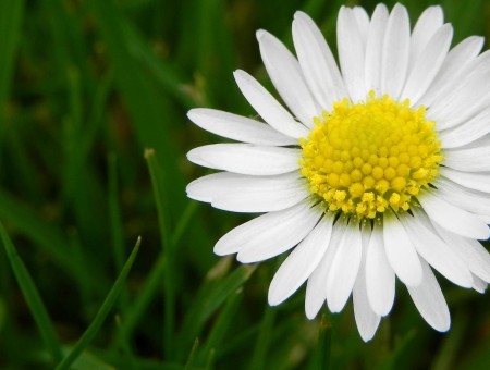 Close Up Photo Of White And Yellow Daisy Flower