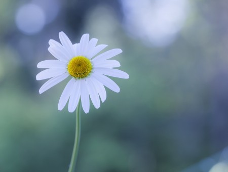 White Daisy In Shallow Focus Lens