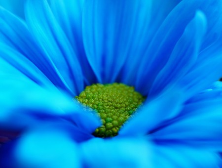 Macroshot Of Blue And Green Flower
