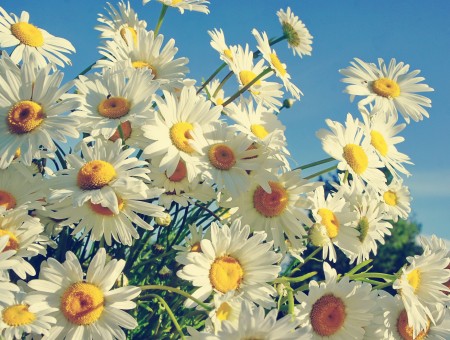 White Daisies Blooming Under Clear Blue Sky During Daytime