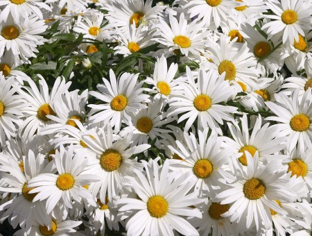 White Petaled Flowers During Daytime