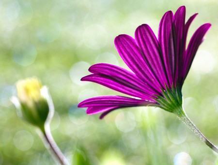 Purple Flower In Macro Lens