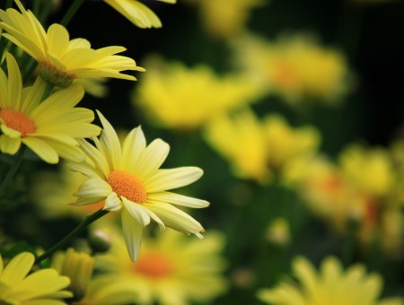 Yellow Flowers In Bloom During Daytime