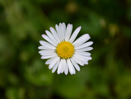 Selective Focus Photo Of Daisy Flower