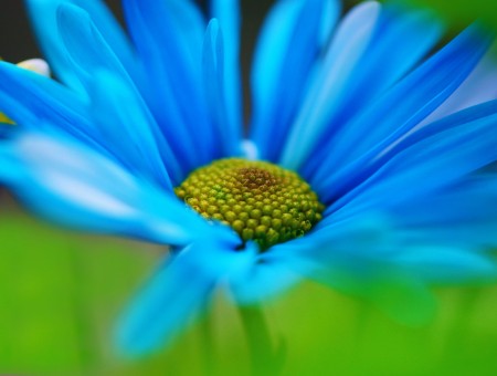 Selective Focus Photo Of Blue An D Green Petaled Flower