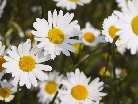 White Daisy Flowers At Daytime