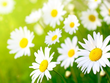 White Daisy Flower Field