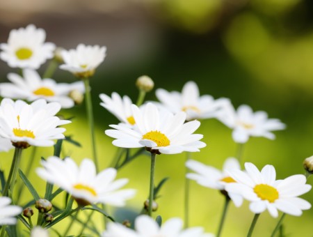 White Daisy Flowers During Daytime