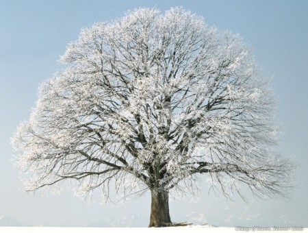 Lonely Frozen Tree