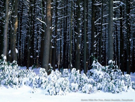 Pine Forest in Snow