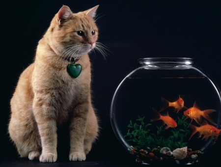 Cat and Fishes