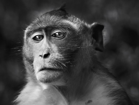 Grayscale Photograph Of Monkey