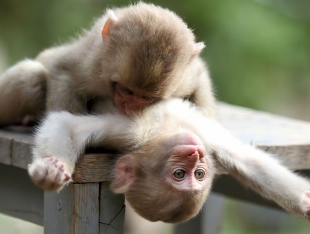 2 Brown Monkeys On Brown Wooden Bench