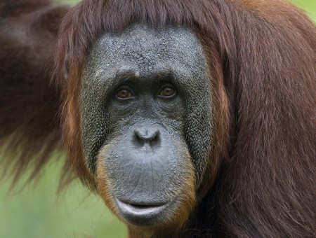 Brown Orangutan