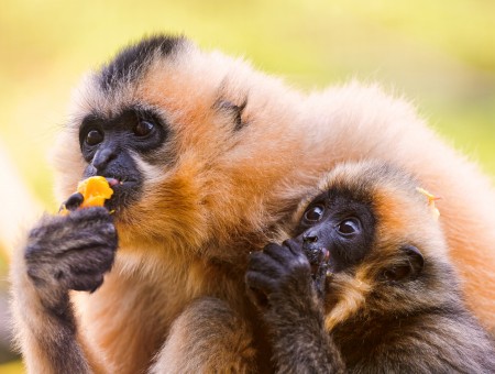 Shallow Focus Photography Of 2 Brown And Black Monkeys Eating Fruits