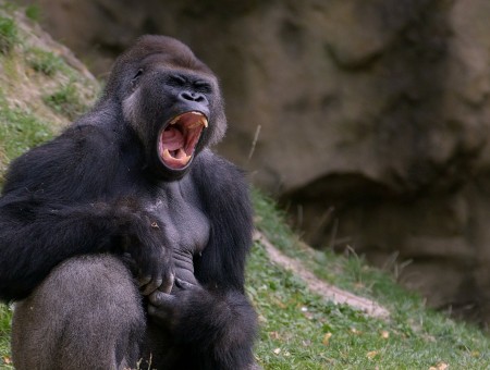 Gorilla Opening Mouth On Green Grass During Daytime