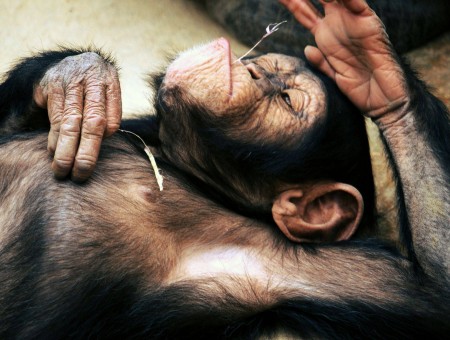 Black Chimpanzee Lying On Ground