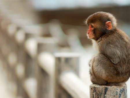 Small Monkey On Wooden Fence