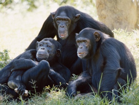 Black Coat Chimpanzees Sitting During Day Time