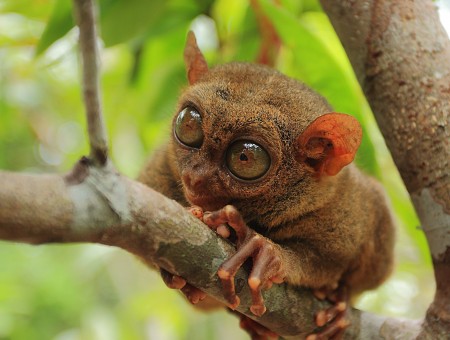 Shallow Focus Photography Of Brown Tarsier Climbing On Brown Branch At Daytime