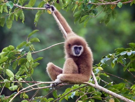 Monkey On Tree During Daytime In Bokeh Shot