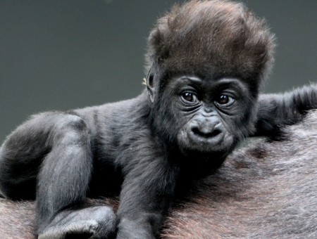 Black Baby Monkey