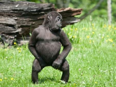 Monkey Standing On Green Grass Behind Black Wood During Daytime