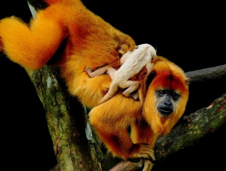 Baby Monkey On Orange And Red Monkey On Tree