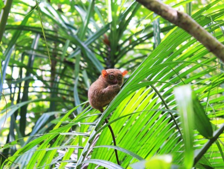 Tarsier Clinging On Green Palm Fronds